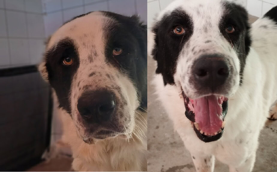 Ρέβαν