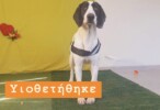 Ντένβερ Υιοθετήθηκε!