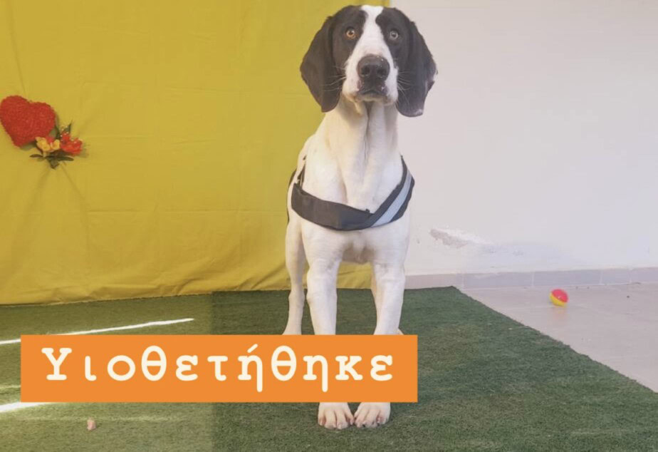 Ντένβερ Υιοθετήθηκε!
