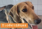 Σίντυ Υιοθετήθηκε!